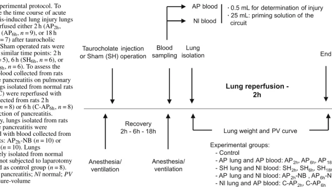 Fig. 1 Experimental protocol. To investigate the time course of acute pancreatitis-induced lung injury lungs were reperfused either 2 h (AP 2h , n = 7), 6 h (AP 6h , n = 9), or 18 h (AP 18h , n = 7) after taurocholic injection