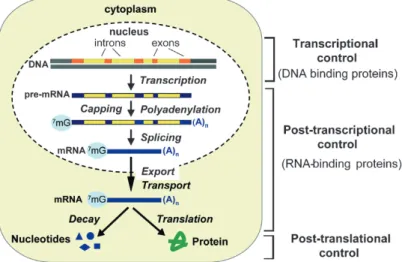 Figure 1. Gene expression is controlled at multiple steps. See text for details.