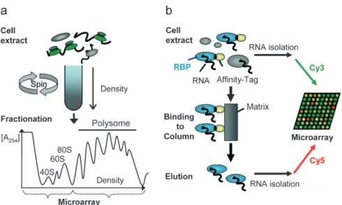 Figure 2. Global approaches to study post-transcriptional gene regulation. (a) Determining the translation status of each mRNA for the mapping of translational programs