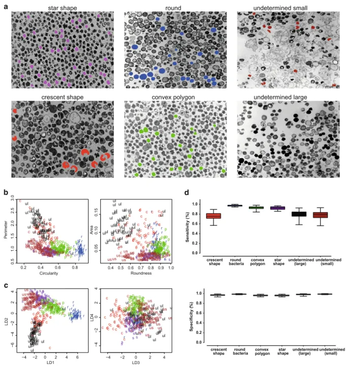 Fig. 1 Method for quantification of morphological features of bacteria. a Reference shapes were selected by eye and their parameters acquired with ImageJ