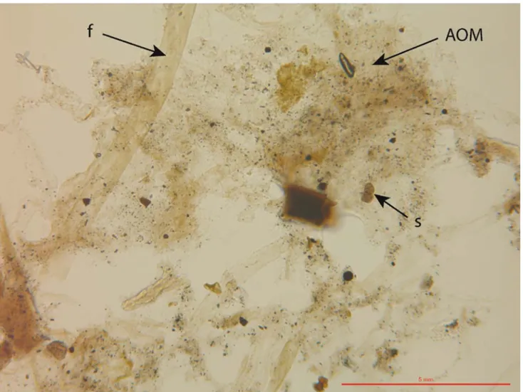 Fig. 10 Palynofacies slide in the recent microbial mat: amorphous organic matter (AOM),  Wlaments (f) and terrestrial palynomorphs (s) in transmitted light microscopy