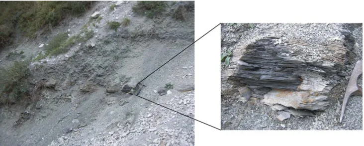 Fig. 4 Cross section of recent microbial mat in the sebkha of Hassi Jerbi (southern Tunisia)