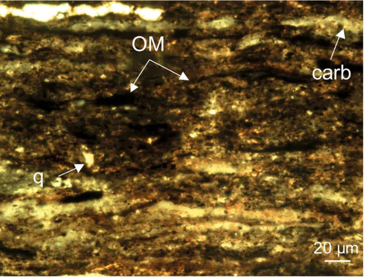 Fig. 5 Petrographic thin section perpendicular to stratiWcation in the Urbino level showing organic-rich laminites with detrital lenses and carbon- carbon-ate grains