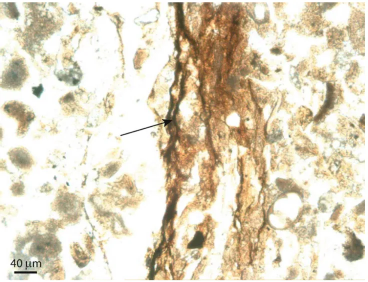 Fig. 6 Petrographic thin section perpendicular to laminations in the recent microbial mat showing organic brown parallel laminae (black arrow), organisms and organic clasts