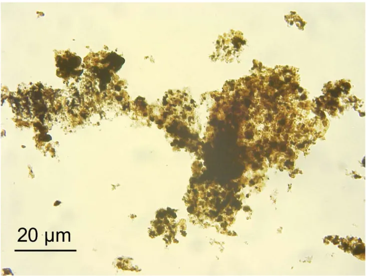 Fig. 7 Palynofacies slide in the Urbino sample: fossil amorphous organic matter (AOM) in transmitted light microscopy