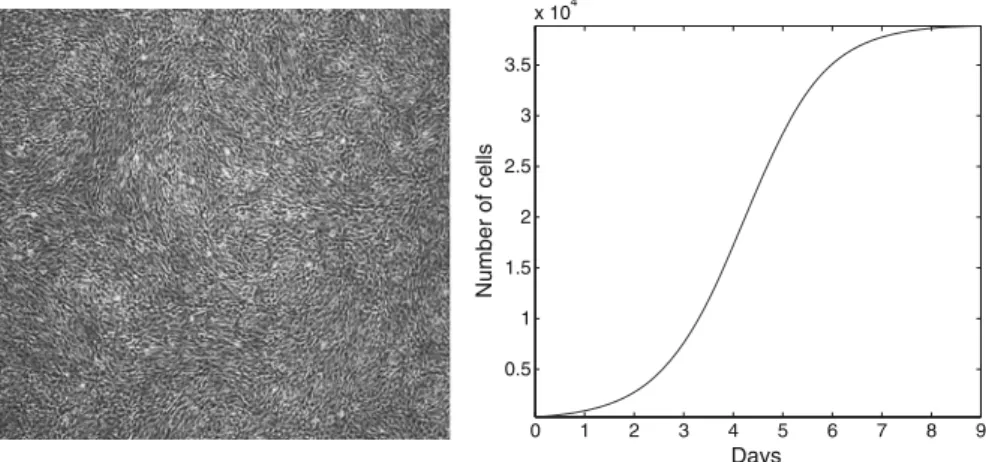 Fig. 1 AHAC cultured with TFP at confluence, day 9 (left). Sigmoidal evolution of the number of cells versus time (right)