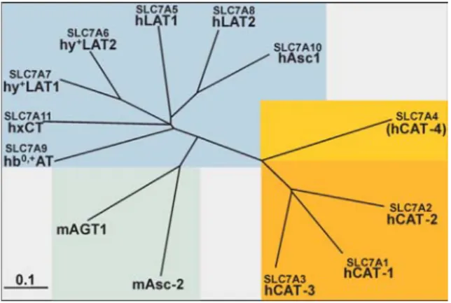 Fig. 1 Phylogenetic tree of the SLC7 family proteins. The SLC7 family is composed of two subfamilies formed by the cationic amino acid transporters (CAT, SLC1–4) and the  glycoprotein-associated amino acid transporters [gpaAT, light chains of heterodimeric