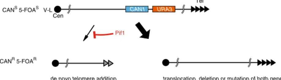 Fig. 1 Schematic representation of the “ Gross Chromosomal Rearrangement ” assay, showing the arrangement of counter-selectable markers in the starting strain (top), and common outcomes following