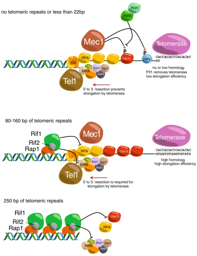 Fig. 2 Cartoon depicting some of the molecular events thought to occur at DSBs without flanking TG sequences (top), with 80 to 160 bp of telomeric TG repeats (middle) or with 250 bp of TG-repeat DNA (nearly a full-length native telomere array, bottom)