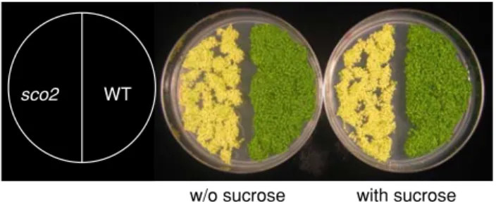Fig. 1 The effect of sucrose on the phenotype of the sco2 mutant.