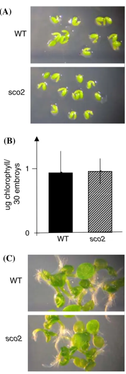 Fig. 4 The sco2 mutation does not impede chloroplast development in embryos prior to seed dormancy