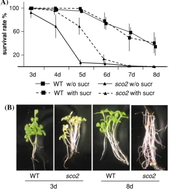 Fig. 5 The effect of an extended dark period on the survival of sco2 and wildtype seedlings upon illumination