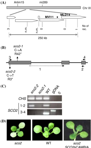 Fig. 6 The identification of the SCO2 gene. (a) The mapping of SCO2 on the upper arm of chromosome III and BAC clones covering this region