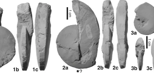 Fig. 11 Mullericeras spitiense (K RAFFT , 1909). 1 JJ2151C, loc. JJ15- JJ15-08; 1a lateral view; 1b apertural view; 1c ventral view