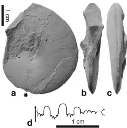 Fig. 13 Mullericeras fergusoni nov. sp. NMMNH P-62180, loc.