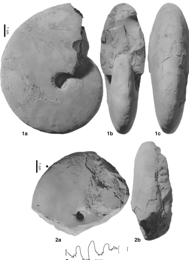 Fig. 15 Proptychites haydeni (K RAFFT , 1909). 1 USNM542461; incomplete phragmocone; 1a lateral view; 1b apertural view; 1c ventral view