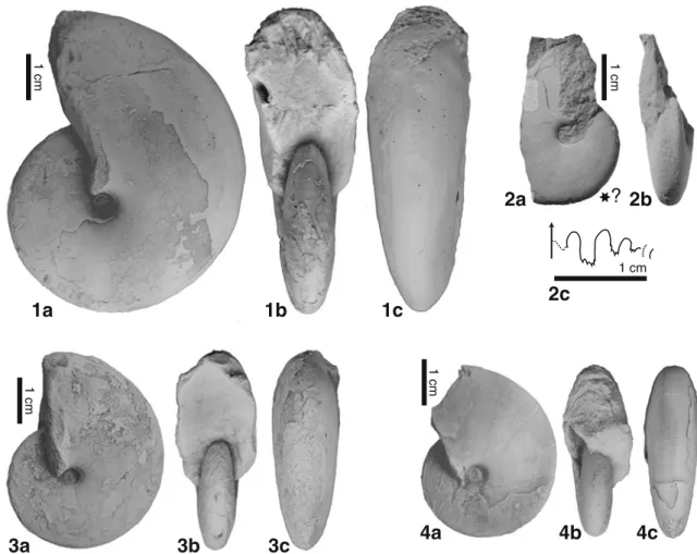 Fig. 16 Proptychites haydeni (K RAFFT , 1909). 1 JJ2148C. 1a lateral view; 1b apertural view; 1c ventral view
