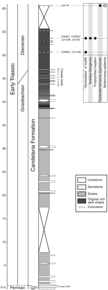 Fig. 3 Synthetic stratigraphic log with biostratigraphy of the few ammonoids found in situ (solid circles actual occurrence; open circles probable occurrence; see text for details)