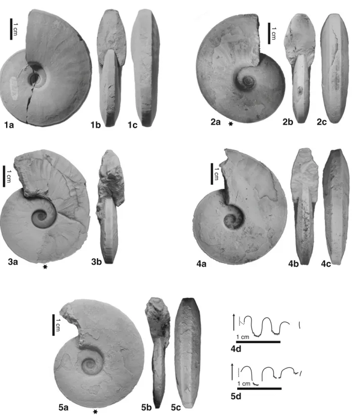 Fig. 5 Ambites lilangensis (K RAFFT , 1909). 1 USNM542477; 1a lateral view; 1b apertural view; 1c ventral view