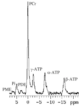 Fig. 2 Typical resting  31 P-MR spectrum of the M. gastrocnemius and M. soleus of a subject