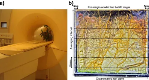 Fig. 3 A view of the rhizobox placed inside the MRI machine (a) and the root distribution pattern before the Ni 2+ uptake experiment (b)