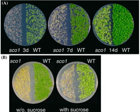 Figure 3. Comparison of seedlings development of the sco1 mutant and wild type (WT) grown for diﬀerent lengths of time (A) with or without sucrose in the medium (B)