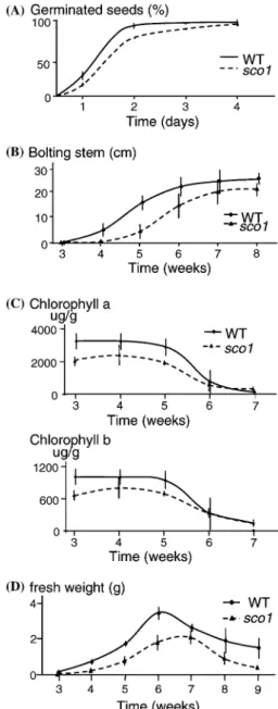 Figure 5. Seed germination (A) and growth of mature plants (B) in wild type (WT) and sco1 mutant plants of Arabidopsis thaliana