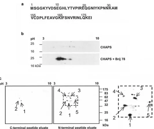 Figure 1. Proteins interacting with the N- and C-terminal peptides of caveolin-1. (a) N- and C-terminal peptides derived from caveolin-1.