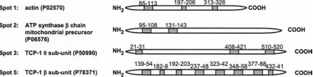 Figure 2. The N-terminal segment of caveolin-1 interacts specifically with TCP-1. The protein spots were excised from the 2D gels, di- di-gested with trypsin and extracted peptides were separated by capillary LC and sequenced by MS/MS, gray boxes show the 