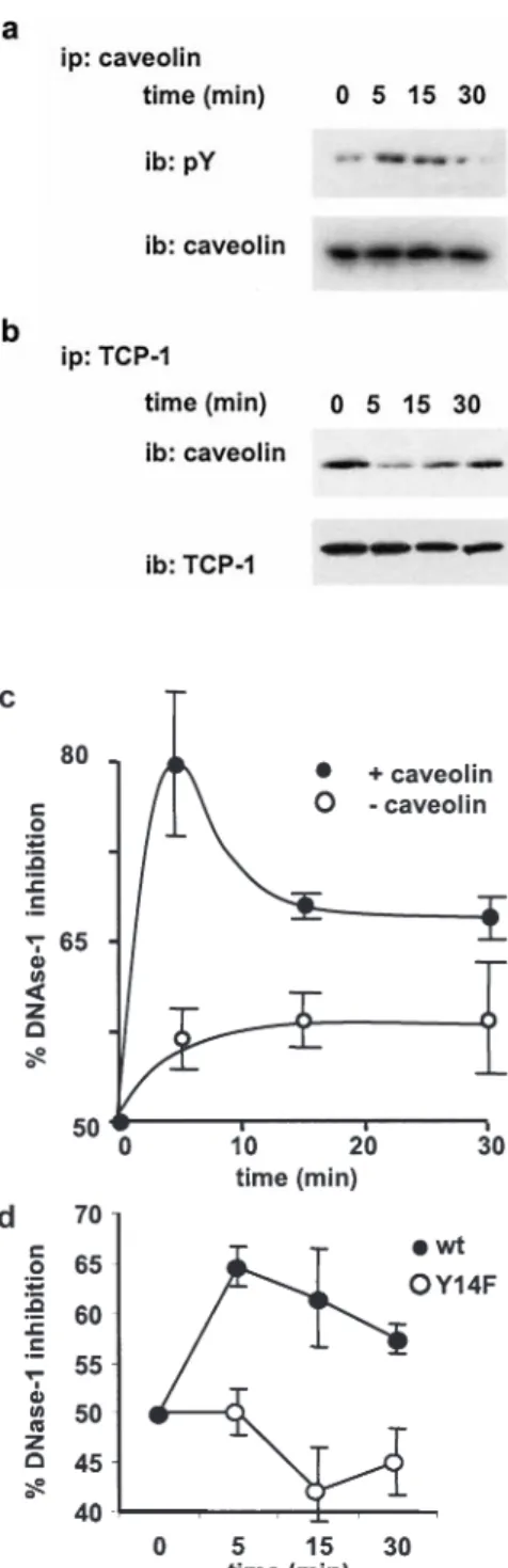 Figure 5. Insulin-mediated phosphorylation of caveolin induces caveolin-TCP-1 complex dissociation and activation of actin  fold-ing