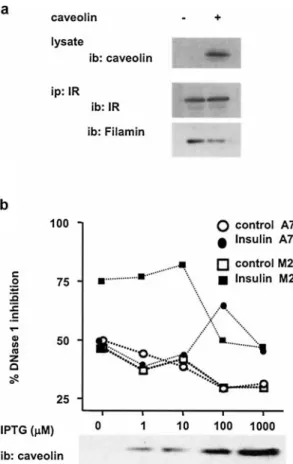 Figure 6. Role of caveolin in insulin-induced activation of TCP-1.