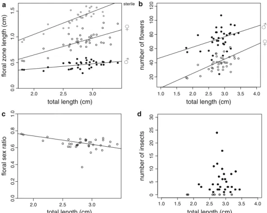 Fig. 4 Allometric measures of A. cylindraceum inflorescences.
