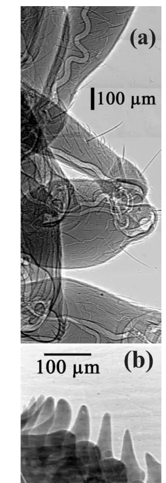 Fig. 7 Real-time edge-enhanced microradiology applied to mate- mate-rial science. The two frames captured from a radiology movie [28]