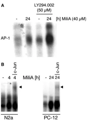 Fig. 9 LY294.002-dependent survival of MiliA-treated N2a cells leads to postponed AP-1 binding activity