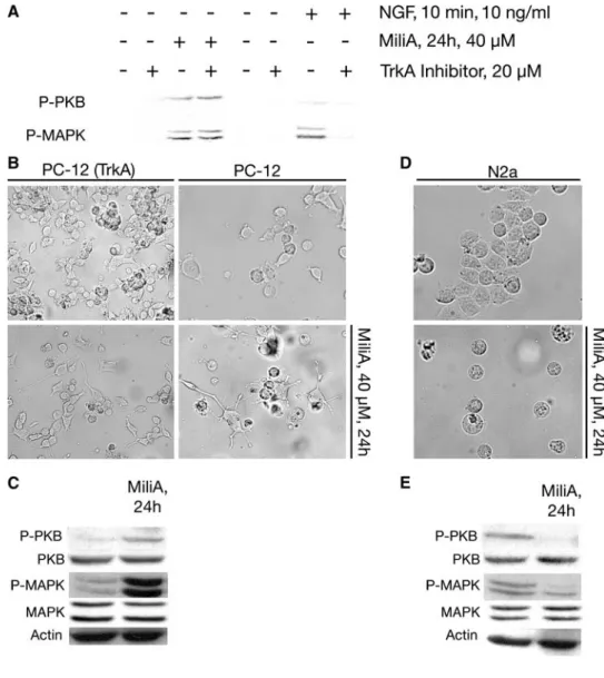 Fig. 1 40 lM MiliA induced TrkA-independent neurite extension in PC-12, but immediate apoptosis in N2a cells