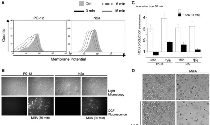 Fig. 4 Immediate loss of membrane potential and release of ROS were detected in both cell lines after addition of 40 lM MiliA