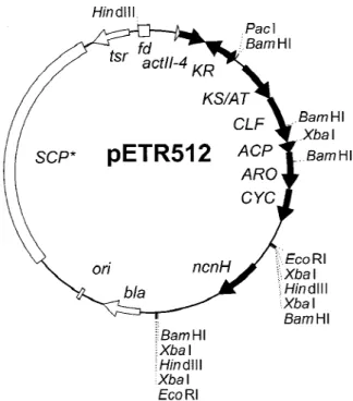 Figure 3. Plasmid map of pETR512 for expression of the naph- naph-thocyclinone hydroxylase gene (ncnH)