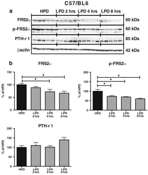 Fig. 12 The adaptor protein FRS2 α and its phorphorylated form p-FRS2 α are acutely modulated after switching from high to low dietary phosphate intake