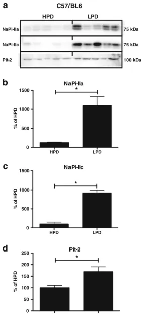 Fig. 6 Brush border membrane abundance of NaPi-IIa, NaPi-IIc, and Pit-2 adapts to continuous chronic dietary phosphate intake in C57/