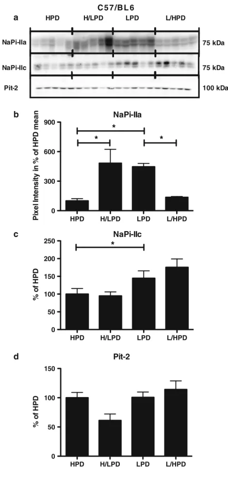 Fig. 7 Rapid adaptation of NaPi-IIa brush border membrane abundance during 4-h feeding acute and chronic phosphate in C57/BL6 mice.