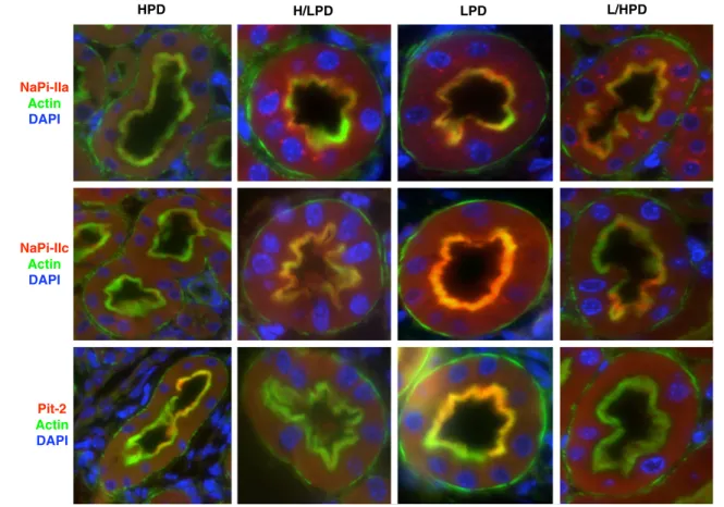 Fig. 8 Immunolocalization of NaPi-IIa, NaPi-IIc, and Pit-2 cotransporters in kidneys from C57/BL6 mice during acute and chronic changes in dietary phosphate intake