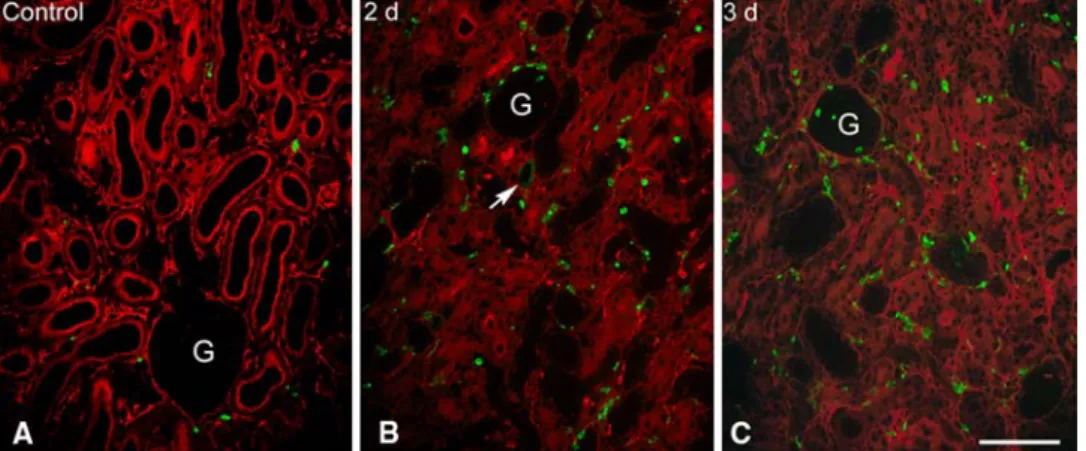 Fig. 11 FSP1/S100A4-positive cells in the renal cortex. 3 m cryostat sections, immonoXuorescence; 5⬘NT—red channel; FSP 1/S100A4—