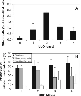 Fig. 15 Quantitative analysis of mitotic cells in the interstitium in response to UUO