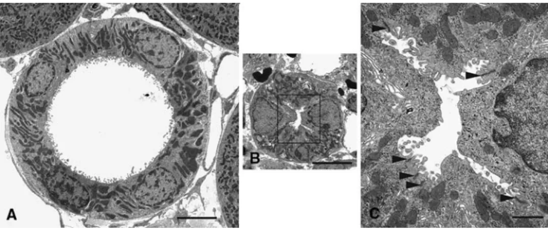 Fig. 3 Thick ascending limb in  the cortex of a sham operated  kidney (a) and of a ureter  ligat-ed-kidney on day 2 (b); 80 nm  epon sections