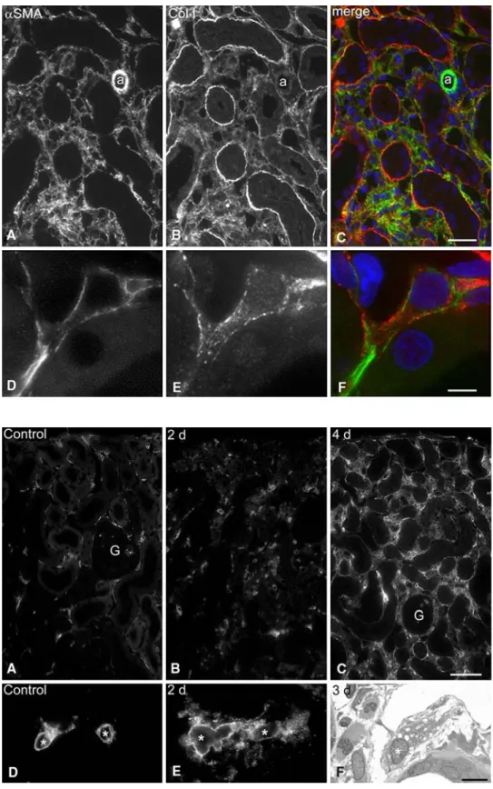 Fig. 10 MHC II-positive inter- inter-stitial cells in the renal cortex. a–