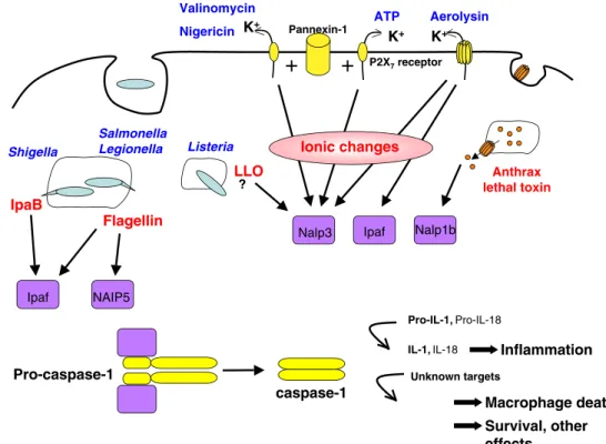 Fig. 2 Schematic representation of bacterial toxins and effectors that activate NLRs, trigger the assembly of inflammasomes and the activation of caspase-1