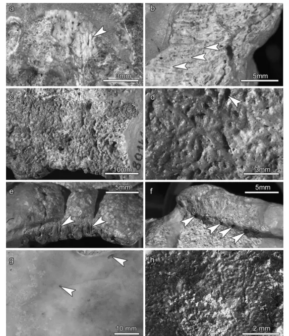 Fig. 3 Microstructures of holotype of P. hegnabrunnensis (SMNS 80141) (a – f) and comparisons with g left hyoplastron of the extant turtle Carettochelys insculpta (MAGNT R12640) and h an armour plate of the placodont Psephosaurus suevicus (MHI 1426/3)