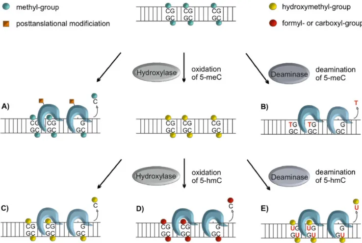 Fig. 5 Possible pathways of active DNA demethylation involving BER. Enzymatic removal of 5-meC has been suggested to be accomplished by different DNA glycosylase mediated mechanisms.