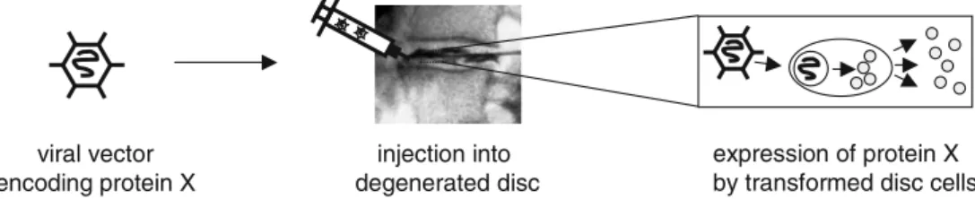 Fig. 4 Direct gene therapy. Resident cells are genetically modified in situ in order to express beneficial genes