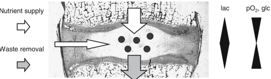 Fig. 2 Limitations of the nutrient supply to cells of the nucleus pulposus. Due to the avascularity of the intervertebral disc nutrient supply and waste removal is entirely relying on diffusion through the cartilaginous endplates
